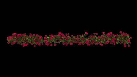 Horizontale-Nahtlose-Wiederholungsgrenze-Der-Rosenblume-Mit-Transparentem-Hintergrund-Des-Alphakanals